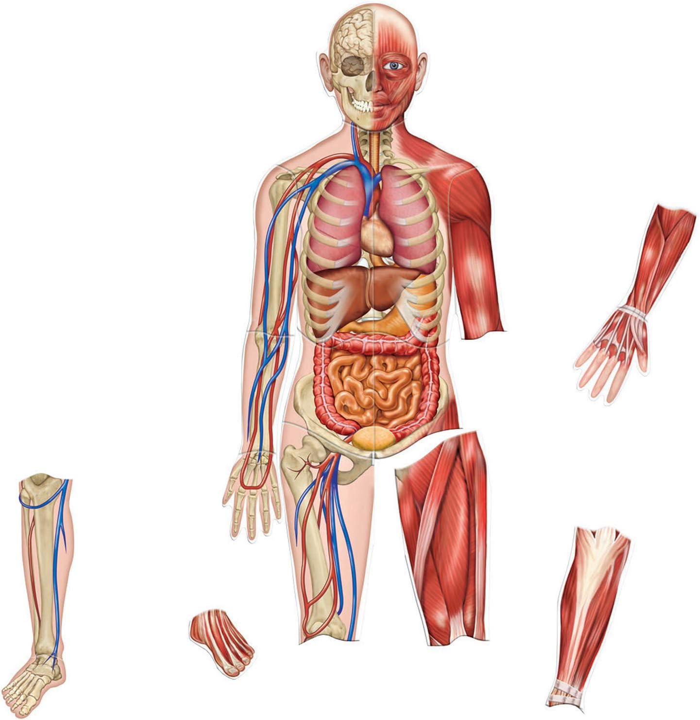 learning resources 双面磁性人体模型,3英尺(约91.